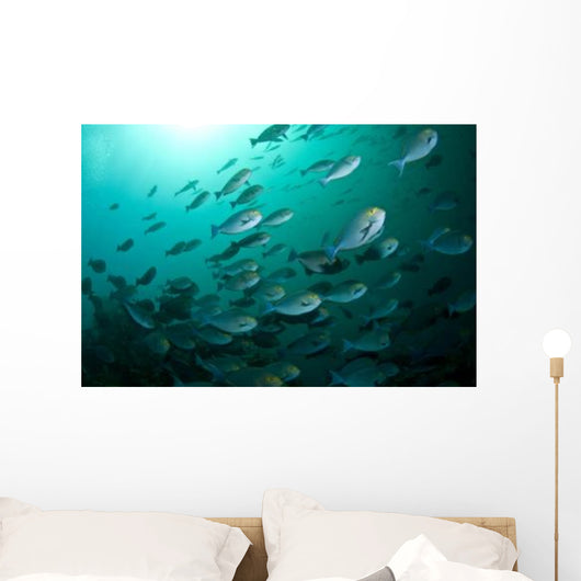 School Yellow Masked Surgeonfish Wall Decal
