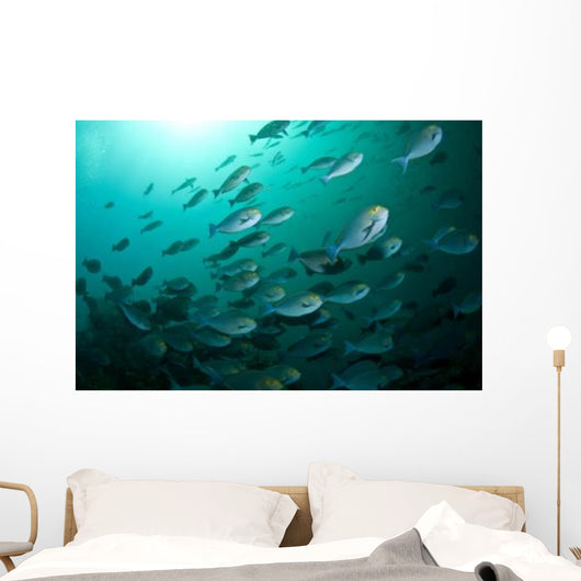 School Yellow Masked Surgeonfish Wall Decal