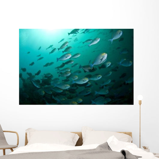 School Yellow Masked Surgeonfish Wall Decal