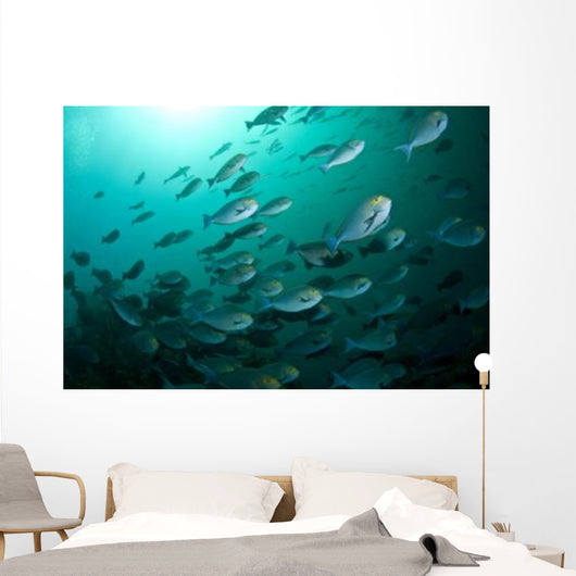 School Yellow Masked Surgeonfish Wall Decal