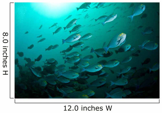 School Yellow Masked Surgeonfish Wall Decal