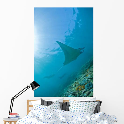 Group Manta Rays Blue Wall Decal