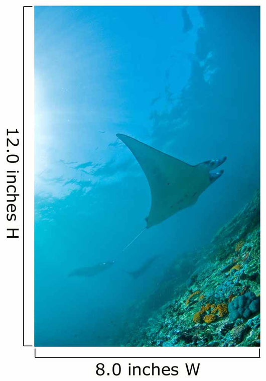 Group Manta Rays Blue Wall Decal