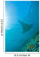 Group Manta Rays Blue Wall Decal