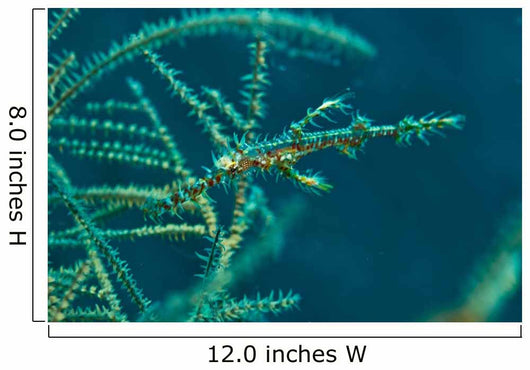 Ghost Pipefish amongst Yellow Wall Decal