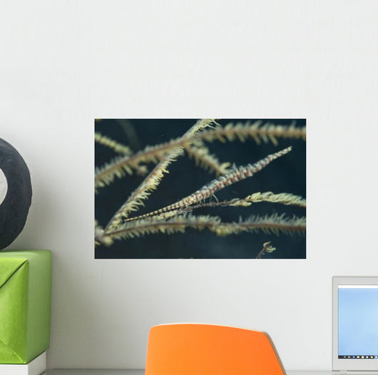 Sawtooth Shrimp Yellow Black Wall Decal