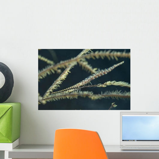 Sawtooth Shrimp Yellow Black Wall Decal