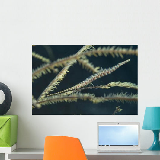 Sawtooth Shrimp Yellow Black Wall Decal