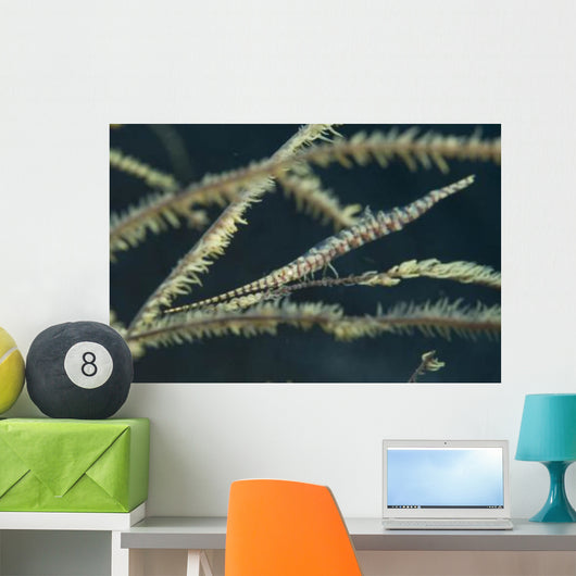 Sawtooth Shrimp Yellow Black Wall Decal