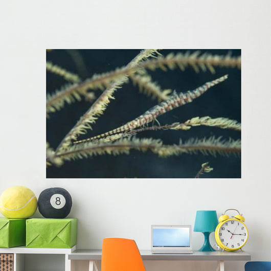 Sawtooth Shrimp Yellow Black Wall Decal