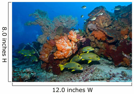 Colorful Reef Scene with Wall Decal Design 1