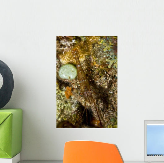 Brown Shrimp Blending Komodo Wall Decal