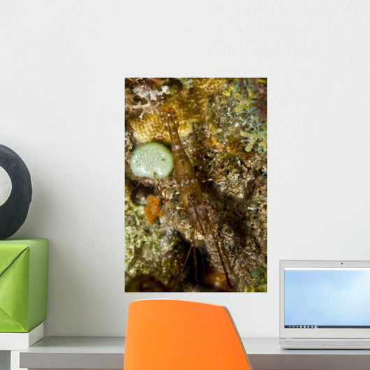 Brown Shrimp Blending Komodo Wall Decal
