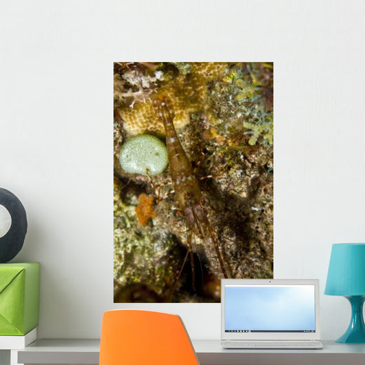 Brown Shrimp Blending Komodo Wall Decal