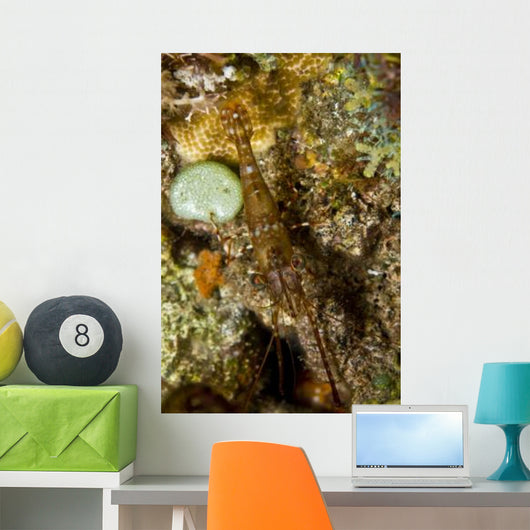 Brown Shrimp Blending Komodo Wall Decal