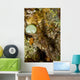 Brown Shrimp Blending Komodo Wall Decal