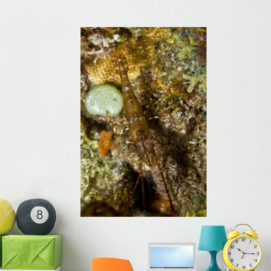 Brown Shrimp Blending Komodo Wall Decal