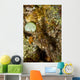 Brown Shrimp Blending Komodo Wall Decal