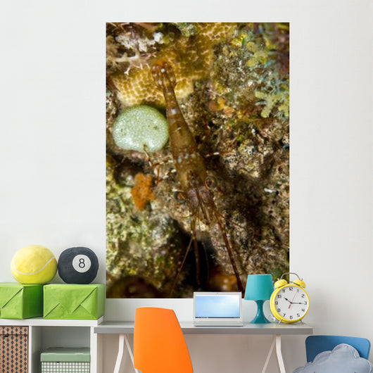 Brown Shrimp Blending Komodo Wall Decal