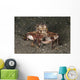 Coconut Octopus Carrying Clam Wall Decal