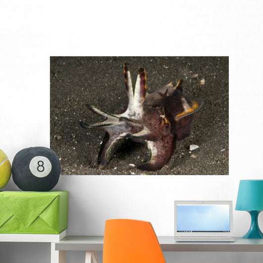 Cuttlefish with Tentacles Extended Wall Decal