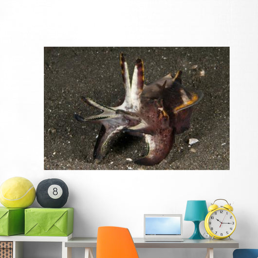 Cuttlefish with Tentacles Extended Wall Decal