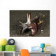 Cuttlefish with Tentacles Extended Wall Decal