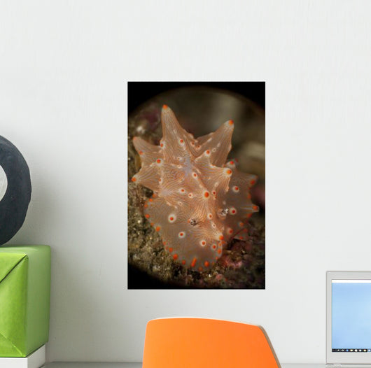 Orange and White Nudibranch Wall Decal