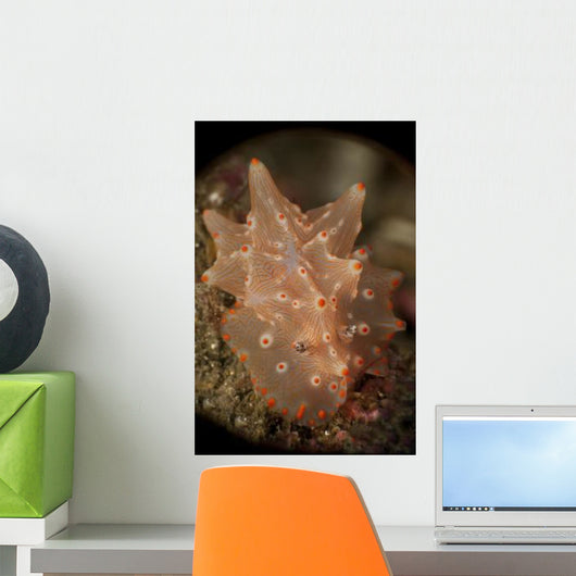 Orange and White Nudibranch Wall Decal
