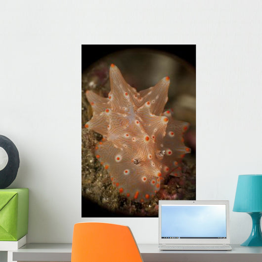 Orange and White Nudibranch Wall Decal