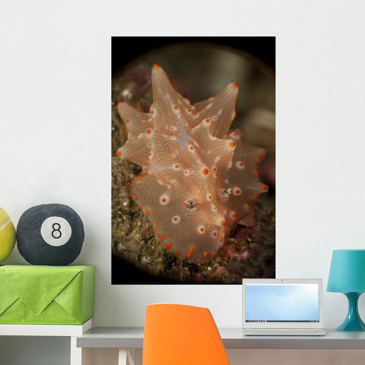 Orange and White Nudibranch Wall Decal