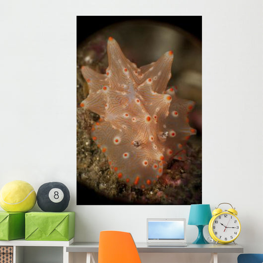 Orange and White Nudibranch Wall Decal