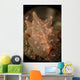 Orange and White Nudibranch Wall Decal