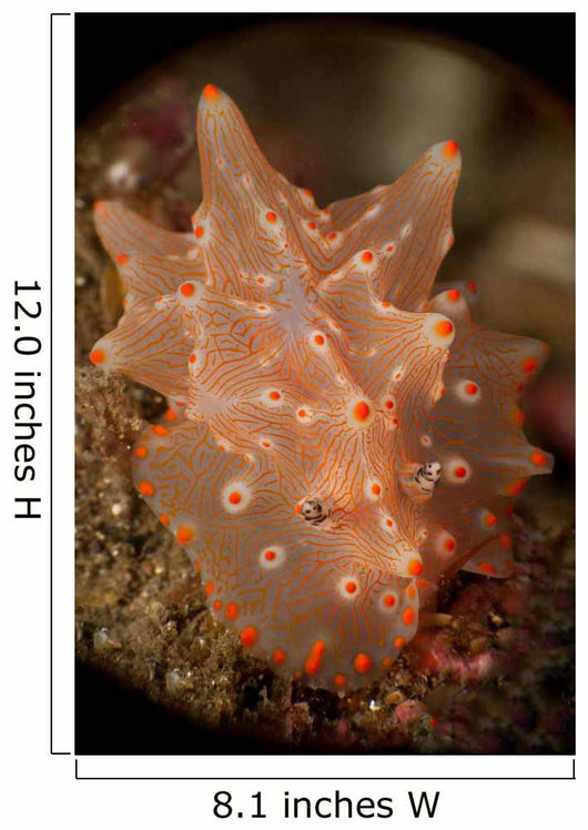 Orange and White Nudibranch Wall Decal