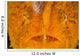 Extreme Close-up Orange Frogfish Wall Decal
