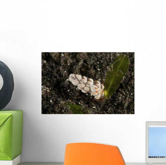 White Flabellina Nudibranch with Wall Decal