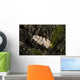 White Flabellina Nudibranch with Wall Decal
