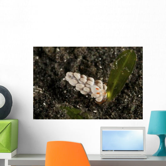 White Flabellina Nudibranch with Wall Decal