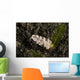 White Flabellina Nudibranch with Wall Decal