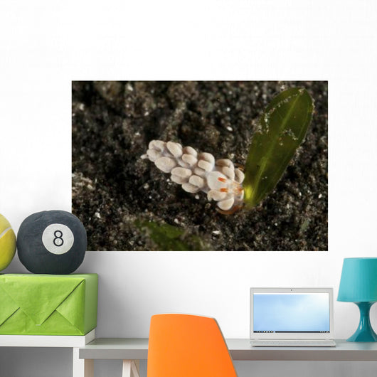 White Flabellina Nudibranch with Wall Decal