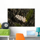 White Flabellina Nudibranch with Wall Decal