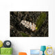 White Flabellina Nudibranch with Wall Decal