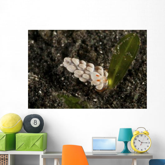 White Flabellina Nudibranch with Wall Decal
