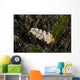 White Flabellina Nudibranch with Wall Decal
