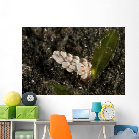 White Flabellina Nudibranch with Wall Decal