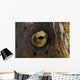 Detail Eye Snake Eel Wall Decal