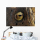 Detail Eye Snake Eel Wall Decal