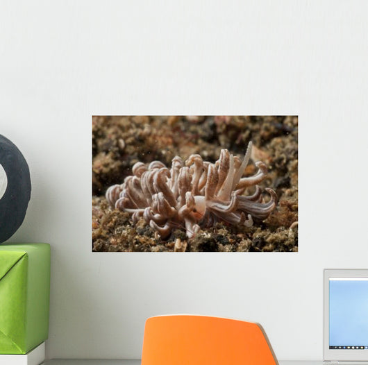 Solar-powered Nudibranch North Sulawesi Wall Decal