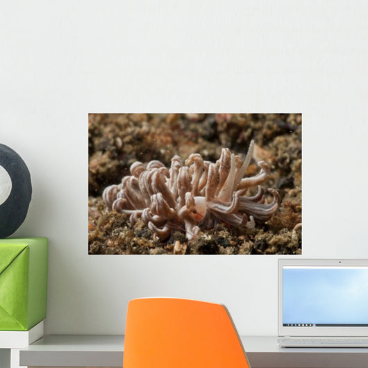 Solar-powered Nudibranch North Sulawesi Wall Decal