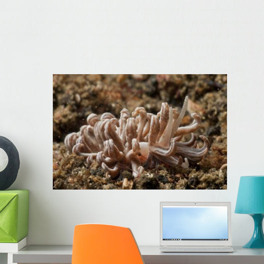 Solar-powered Nudibranch North Sulawesi Wall Decal